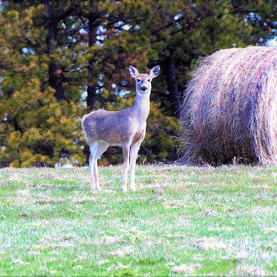 On our way to Wallowa Lake we saw this young deer standing so stoic near a bale of hay before darting away. Taken March 31, 2017, by Mary Hayward of Clarkston.