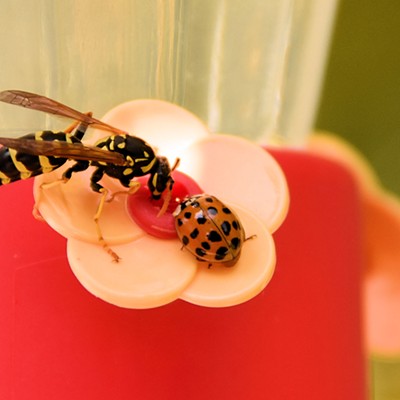 Like a tiger and a leopard at the same watering hole these two bugs bellied up to the sugar water bar at my hummingbird feeder in Lewiston on 7-5-2019.