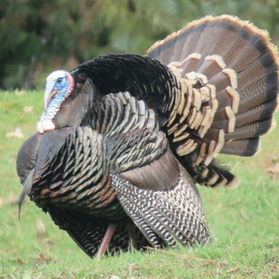 A Tom Turkey fans out - dressed to impress his harem of adoring hens.  Le Ann Wilson snapped this photo on March 27 near her home in Orofino.