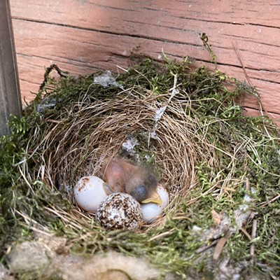 Bird nest with one cowbird egg and three others.  Parent bird is unidentified. Cowbird egg is larger and speckled.