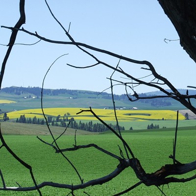 Summer on the Prairie