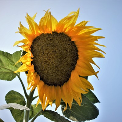 Our son, Shane, grows sunflowers every year and this year is especially big and beautiful. Taken Aug. 7, 2018, by Mary Hayward of Clarkston.