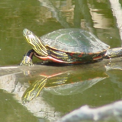 taken at the mill's pond along side interstate 82 near echo this turtle was enjoying the sun.  the reflection was unintentional.