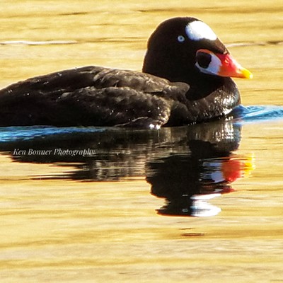 This surf scoter has been staying on the Snake River downstream from Asotin, WA. Taken at a distance of about one hundred yards, I used my cellphone attached to a spotting scope with the scope set on 60X and the phone on 3X. October 29, 2019 by Ken Bonner.