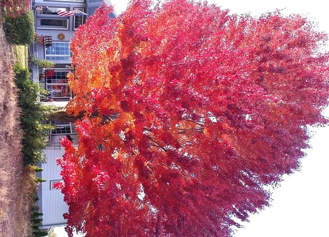Surgar Maple Tree