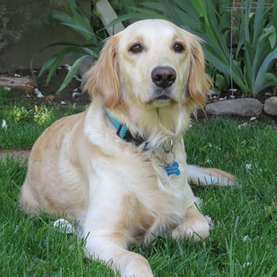 Hells Canyon Cara, a two-year-old golden retriever, enjoys a sunny Sunday at her home in Orofino.
    The photo was taken April 30 by Le Ann Wilson.