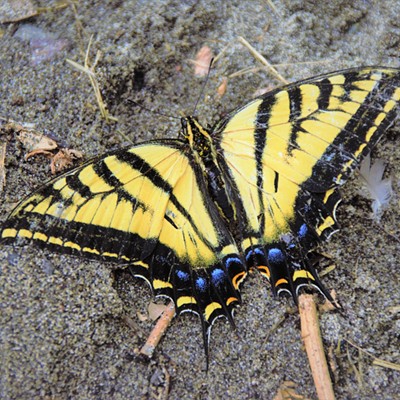 This Swallowtail butterfly was spotted on the sand along the Snake River in Clarkston July 6, 2018 by Mary Hayward.