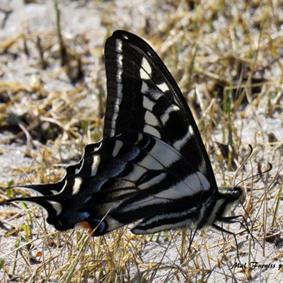 A Pale Swallowtail butterfly (Papilio eurymedon) "sipping" liquid nutrients on moist bank of the Clearwater River near Cherrylane. Photo taken by Mal Furniss on May 17.