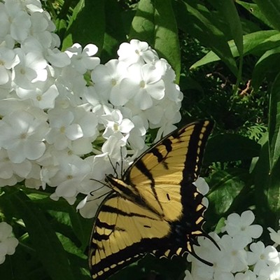 My garden was graced by a lovely swallowtail butterfly enjoying the sweet smelling phlox it produced!