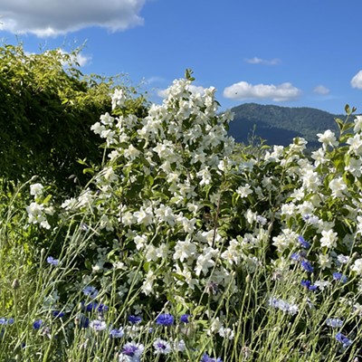 A patch of bachelor buttons are framed against Idaho's state flower, the syringa, near Moscow Mountain last week (the 7th of July). Flowers will be short living with the summer heat this year.