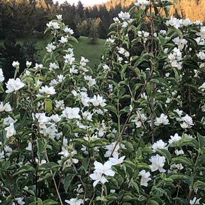 Marking the beginning of summer, the bright white syringa blossoms in the back yard. Offically know as Philadelphus lewisii or Lewis' Mockorange, this deciduous shrub is in the Hydrangea family (Hydrangeaceae) and is Idaho's State Flower. Photo by Karen Purtee from her yard east of Moscow.