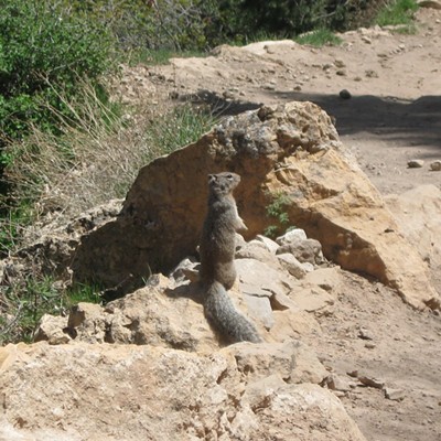 Taken on Bright Angel trail on hike down into the Grand Canyon