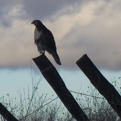 A hawk that had perched on an old fence for a quick rest