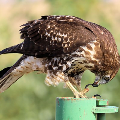 Stan Gibbons watched a red-tailed hawk give itself a pedicure after finishing a meal at Mann Lake on 8/31/2023.
