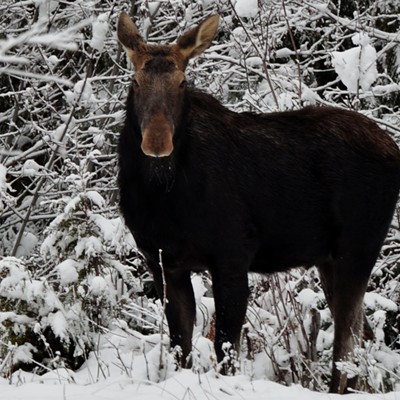 This young bull moose decided to check us out after we got a little to close my brother Dennis and I were 4wheeling near Dworshak on 12/2012.
Photo by Jerry Cunnington.