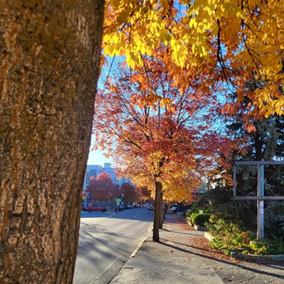 The Ash trees of Pullman