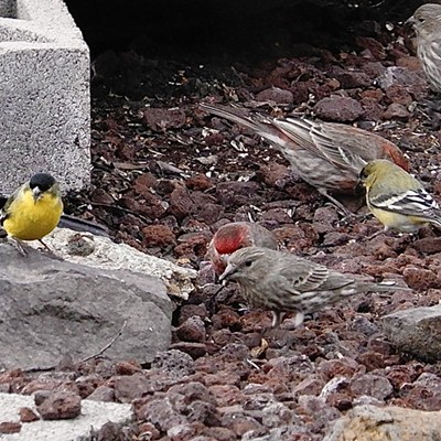 The house finches and gold finches are back and hungry!