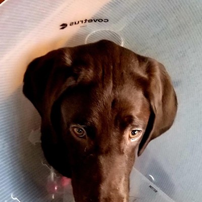 Schatzi views the cone as a minor inconvenience in her pursuit of chaos!