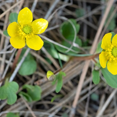 These were the first Buttercups on Kamiak Butte that I've seen this year. They are always a sure sign of spring. Photographed by Dave Ostrom on the ridge of Kamiak Butte on March 18, 2021.