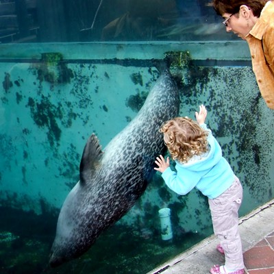 While in Boston, Mass. visiting family we took our granddaughter Eva, to the Sea Life Aquarium. As Eva's Grandmother Frances and her where watching, a seal came close to the glass and Eva did her best to give it a kiss. She was about 3 years old and is now  is 14. By Jerry Cunnington, 10/2009