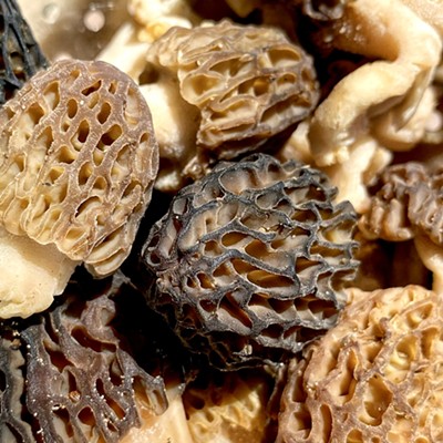 The morel of the story