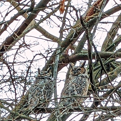 Hidden amidst the branches, we spied this Great Horned Owl pair napping.

Thursday, December 15th
Asotin, WA
Judy Broumley