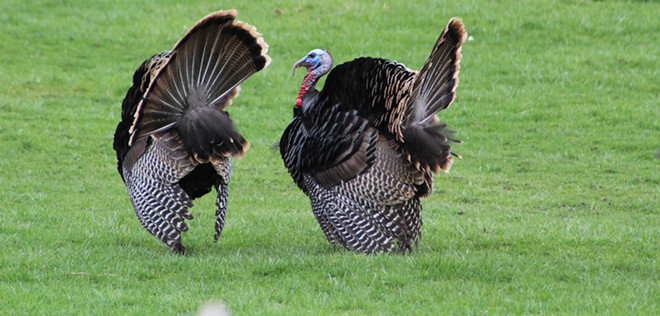 The Spring Turkey Square Dance