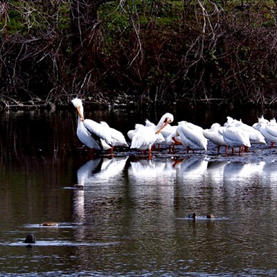 I love the return of the pelicans each year. Picture taken on 4/1/2022 at Swallow’s Nest pond.