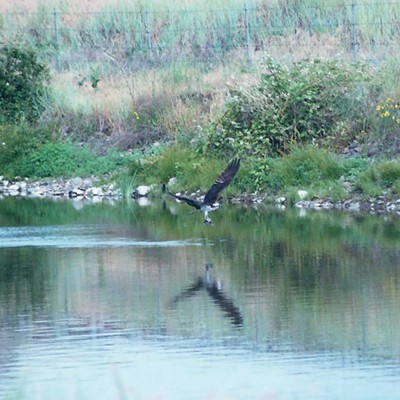 This is a Osprey catching a fish at the Golf Course Pond in Clarkston.  I hope I did this right