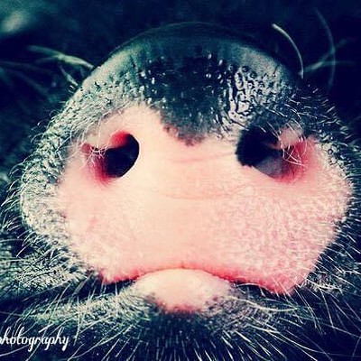 Pictures of my pigs nose .. all shine and clean