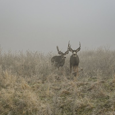 Taken by Gail Craig,  1/3/23.  Lewiston Idaho.
There is a third buck lying in the grass on left if you can spot his antlers in the fog.