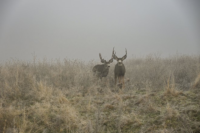Three bucks in fog