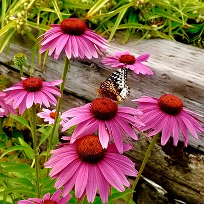 This guy landed on these gorgeous flowers while we were visiting friends in Darby, Montana. Photo taken by Sue Young on 8/4/17.