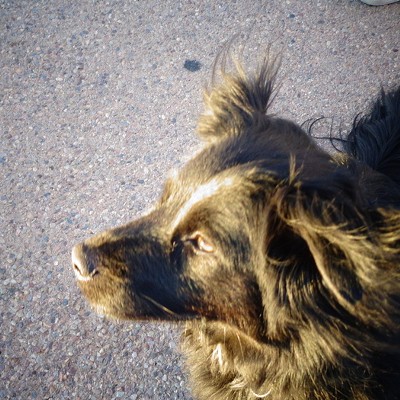 The&nbsp;Tolman family dog, TJ, enjoys a cool breeze on a hot day in Arizona, March 16, 2017. The Tolmans were at Gate's Pass, west of Tucson, Arizona, in Saguaro National Monument to watch the sunset. The photo was taken by Julianne Tolman, 11, of Moscow.