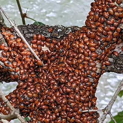 Thousands of Ladybugs were seen on dozens of rocks, logs, and trees near Webb Creek over Labor Day.