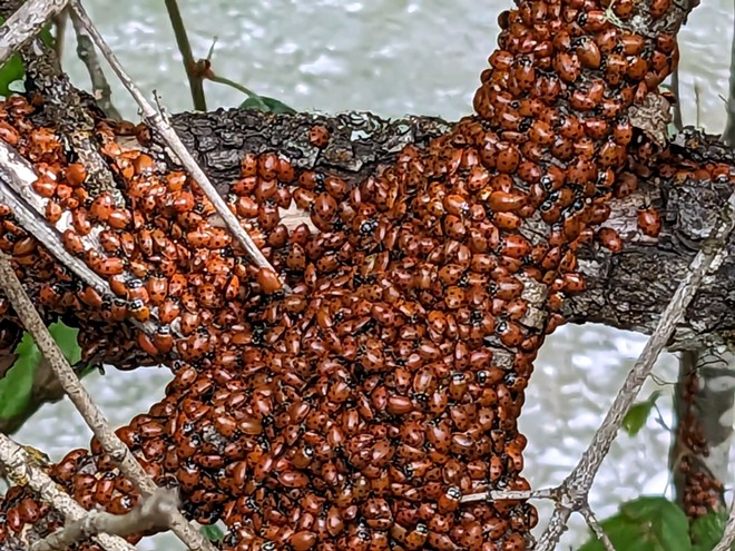 Tons of Ladybugs