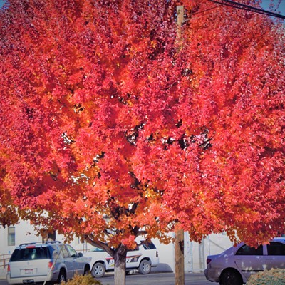 Tree on Fire with Colour