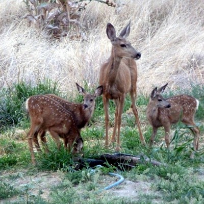 Triplet fawns with Mother