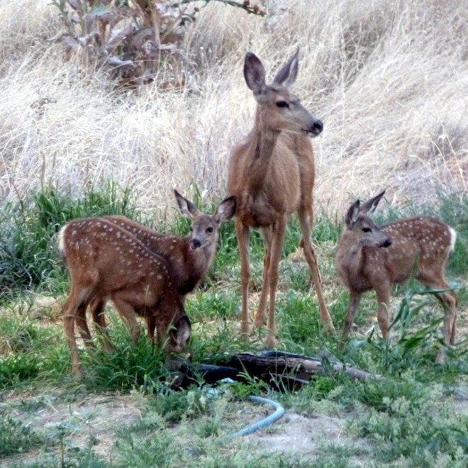 Triplet fawns with Mother