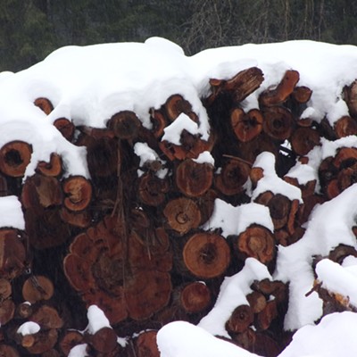 A stack of timber with snow covering shot on the rainy afternoon of Feb. 21 in Troy.