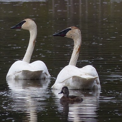 A pair of Trumpeter Swans dwarfs a female Ring-necked duck. Photo by Sarah Walker, taken at Turnbull Refuge near Cheney, May 2