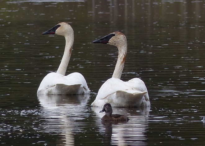 Trumpeter Swans are Huge!