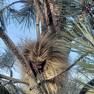 While snowshoeing at White Pine Flats near Troy on Wednesday, January 4, I spotted a young porcupine resting in a pine tree. It blended right in with the bark and needles.