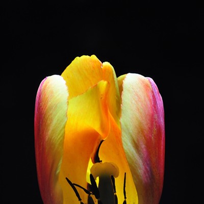 Tulip at night