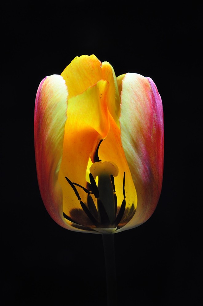 Tulip at night