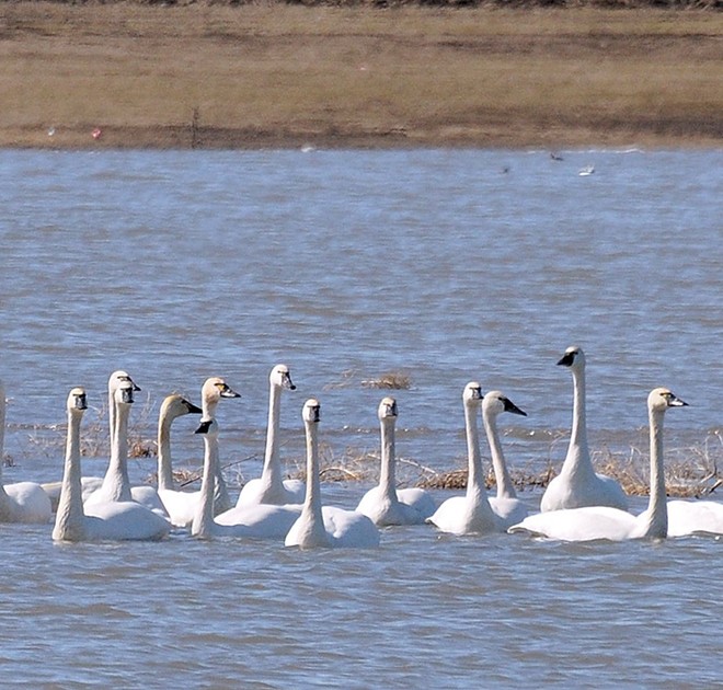 Tundra Swans at Mann Lake, photo by Stan Gibbons of Lewiston on 3/24/2013.