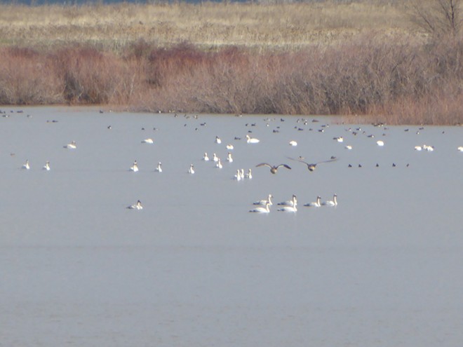 Tundra Swans resting at Mann Lake