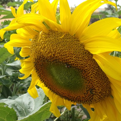 The sunflower patch at the arboretum in Moscow was abuzz on tuesday.