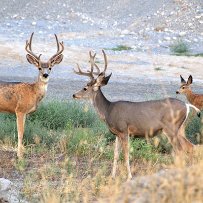 These two bucks and a fawn was spotted near Snake River Ave. August 26, 2021.