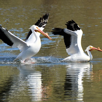 Two pelicans use a wing assist to climb onto a mud shoal at Swallows Marina. Photo by Stan Gibbons on 4-11-21.
